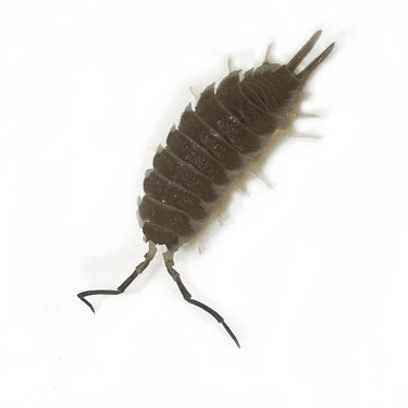 Porcellio Hoffmannseggii Chocolate XL Titan Isopod